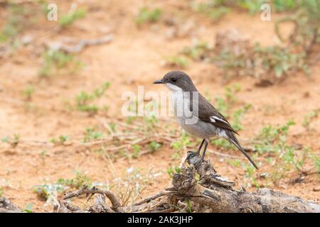 Geschäftsjahr Schopftyrann (Sigelus silens) auf Zweig Addo Elephant National Park, Eastern Cape, Südafrika gehockt Stockfoto