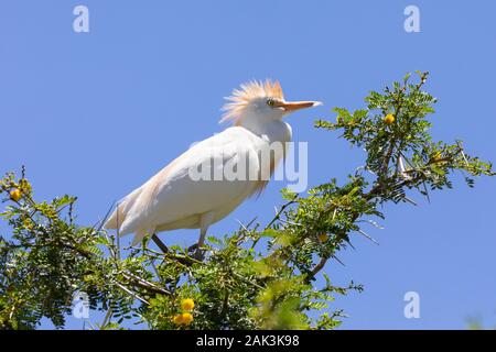 Western Kuhreiher (Bubulcus ibis), Leidam, Montagu, Western Cape, Südafrika. Erwachsene in der Zucht Gefieder mit Crest angehoben Stockfoto