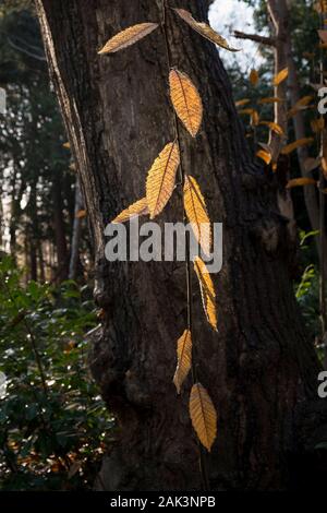 Sweet Chestnut Castanea sativa Blätter mit Hintergrundbeleuchtung durch die herbstlichen Sonnenlicht in Thorndon Park North in Brentwood, Essex, an. Stockfoto