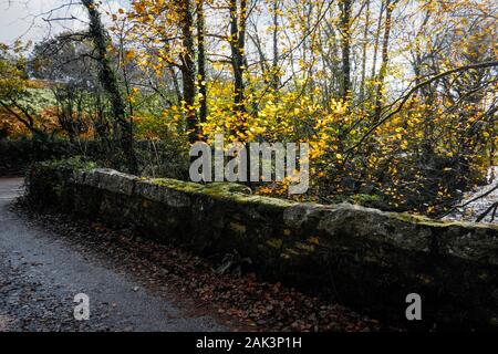 Herbstliche Blätter in der Nähe von der Brücke über den Fluss Fowey an Draynes Holz in Cornwall. Stockfoto