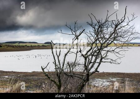 Skelettmuskulatur abgestorbene Bäume an der Küste von Colliford See am Bodmin Moor in Cornwall. Stockfoto