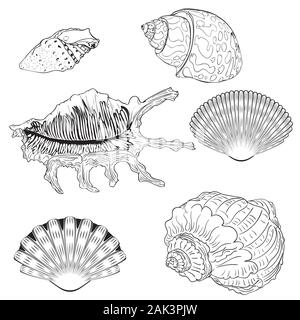 Sammlung des dekorativen seashells Design, vintage Abbildung. Stock Vektor