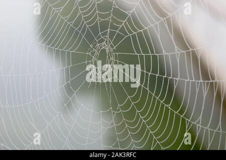 Spinnennetz mit Wassertropfen aus Nacht Nebel Stockfoto