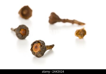 Nahaufnahme Makro von roh, getrocknet Zimt blossom buds Spice über weißen Hintergrund mit selektiven Fokus Stockfoto