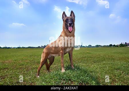 Eine belgische malinois, die mitten auf dem Feld steht und posiert. Ein sonniger Tag im Sommer, klarer blauer Himmel Stockfoto