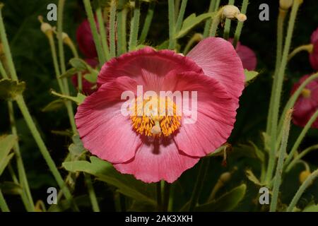 Meconopsis paniculata (golden Himalaya Mohn) ist eine Pflanze aus dem Himalaya auf grashängen und Wald unter - Geschichten gefunden. Stockfoto