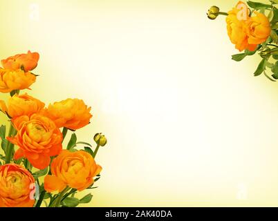 Orange ranunculus Blumen in einem Ecken von hellgrüner Hintergrund Stockfoto