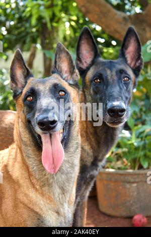 Belgisches malinois-Paar, das unter einem Baum mit Bokeh-Hintergrund in die Kamera schaut Stockfoto