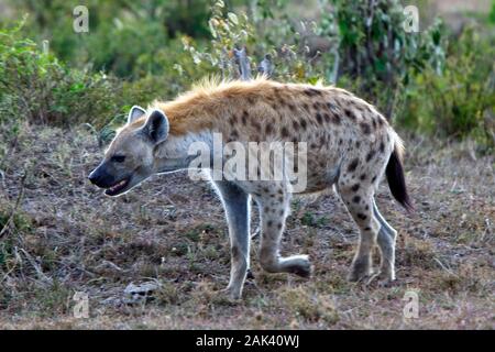 Tüpfelhyäne (Crocuta crocuta), Wandern, Masai Mara, Kenia. Stockfoto