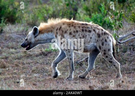 Tüpfelhyäne (Crocuta crocuta), herumstreichen, Masai Mara, Kenia. Stockfoto