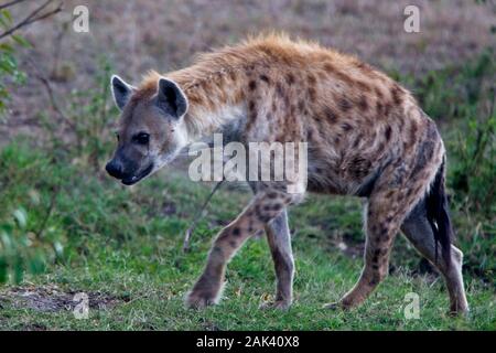 Tüpfelhyäne (Crocuta crocuta), Wandern, Masai Mara, Kenia. Stockfoto