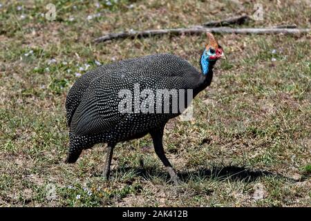 Behelmte Guineafowl (Numida meleagris), Masai Mara, Kenia. Stockfoto