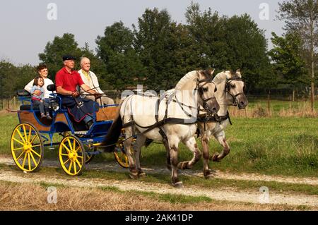 NORWEGISCHER FJORD PFERD, FAMILIE MIT ZWEI PFERDEN UND WAGEN Stockfoto