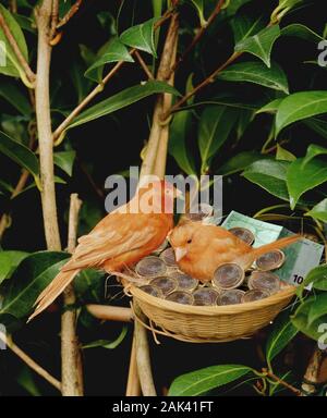 RED KANARISCHEN IM NEST MIT EURO SYMBOL BILD Stockfoto