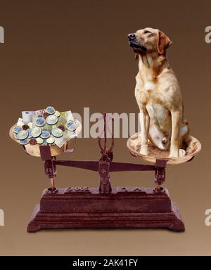 Gelben LABRADOR RETRIEVER, DER PREIS FÜR HAUSTIER, symbolische Bild Stockfoto