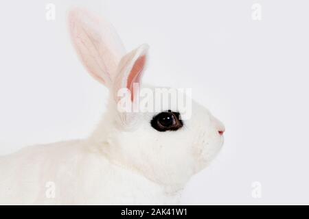 HOTOT KANINCHEN, EINE FRANZÖSISCHE RASSE AUS DER NORMANDIE Stockfoto