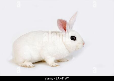 HOTOT KANINCHEN, EINE FRANZÖSISCHE RASSE AUS DER NORMANDIE Stockfoto