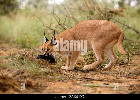 CARACAL Caracal Caracal, Erwachsene mit A KILL A CAPE glänzend STARLING, NAMIBIA Stockfoto