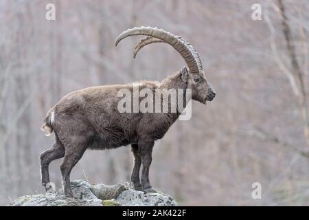 Der Alpensteinbock im Wald (Capra ibex) Stockfoto