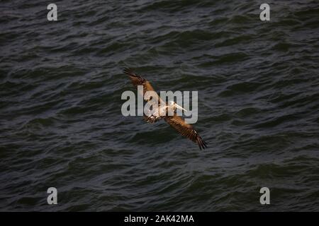 Peruanische PELIKAN pelecanus thagus, JUNEVILE IM FLUG, BALLESTAS INSELN IM NATIONALPARK VON PARACAS, PERU Stockfoto