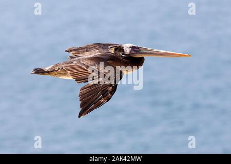 PERUANISCHEN Pelikan Pelecanus Thagus, JUVENILE IN FLIGHT BALLESTAS Inseln im Nationalpark PARACAS, PERU Stockfoto