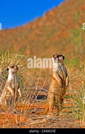 Erdmännchen suricata suricatta, Erwachsene, UM, steht auf den HINTERBEINEN, Namibia Stockfoto