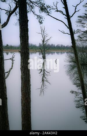 Verkümmerte Bäume auf dem Loch Mallachie im Cairngorms Nationalpark von Schottland. Stockfoto