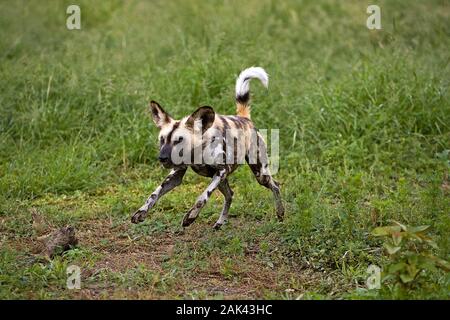 Afrikanischer Wildhund Lycaon pictus, erwachsene Bedrohung darstellen, Namibia Stockfoto