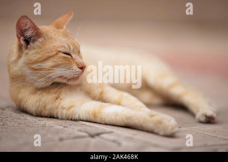 Ginger cat Rest outdoor, Entspannung Haustieren Stockfoto