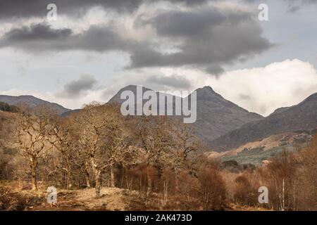 Ariundle National Nature Reserve in Schottland. Stockfoto