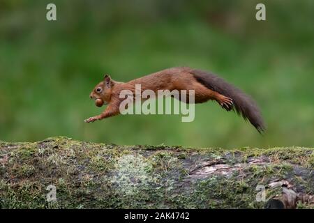 Rote Eichhörnchen (Sciurus vulgaris). Eichhörnchen im Mittelsprung läuft entlang gefallenen Baum mit Nahrung. Stockfoto