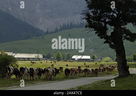 Kuhtrieb in Hinterriß im Karwendelgebirge, Tirol | Verwendung weltweit Stockfoto