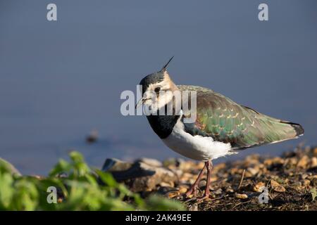 Nahaufnahme des wilden britischen nördlichen Kiebitzes, des grünen Pflegelmeisen, des Peewit Vogels (Vanellus vanellus), der im Herbst bei Sonnenschein im Feuchtgebiet isoliert ist. Stockfoto