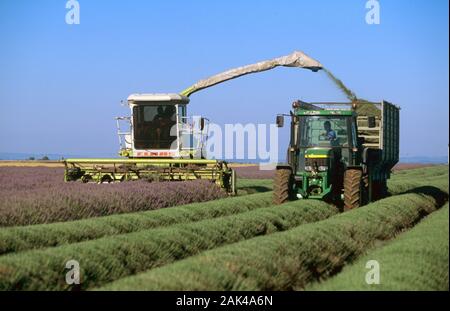 Frankreich: Provence - Ernten Lavendel in der Nähe von Sisteron | Verwendung weltweit Stockfoto