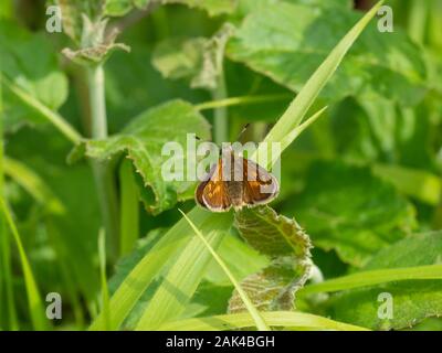 Große Skipper (Ochlodes venata) ruht, Flügel geöffnet Stockfoto