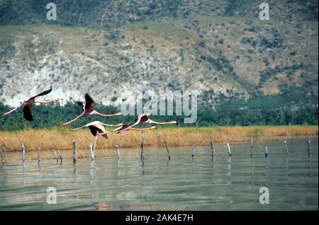 Dominikanische Republik: Flamingos fliegen über den Lago Enriquillo | Verwendung weltweit Stockfoto