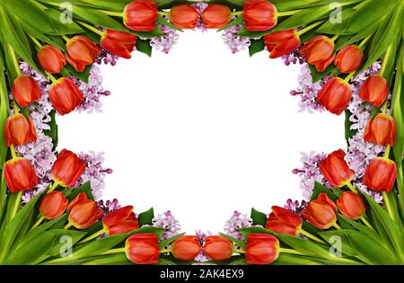 Rote Tulpen und violetten Blüten Rahmen auf weißem Hintergrund. Flach. Stockfoto