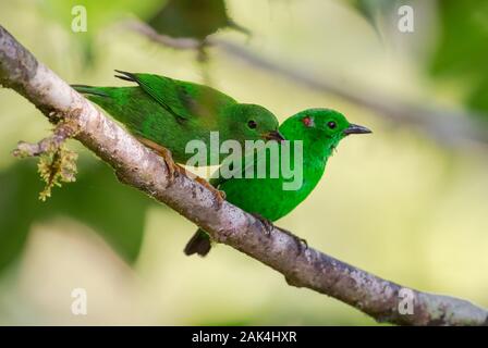 Glänzend-grünen Tanager - Chlorochrysa phoenicotis, schöne grüne Tanager aus westlichen Anden Pisten, Amagusa, Ecuador. Stockfoto