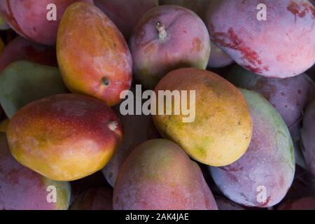 Mangos zum Verkauf in der Markthalle 'Mercado dos Lavradores' in Funchal, Madeira, Portugal | Verwendung weltweit Stockfoto