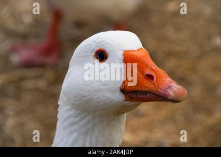 Closeup Portrait einer Gans in den Teich Stockfoto