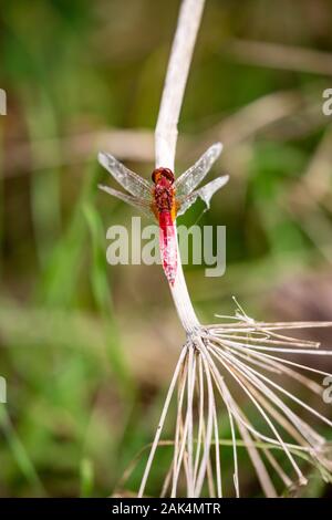 Red Dragon Fly ruht auf einem trockenem Stroh mit unscharfen Defokussierten grüner Hintergrund, Overhead detaillierte Nahaufnahmen, späten Herbst Tag, Foto bei Zlato Pole, geschützter Bereich, Dimitrovgrad Gemeinde, Bulgarien Stockfoto