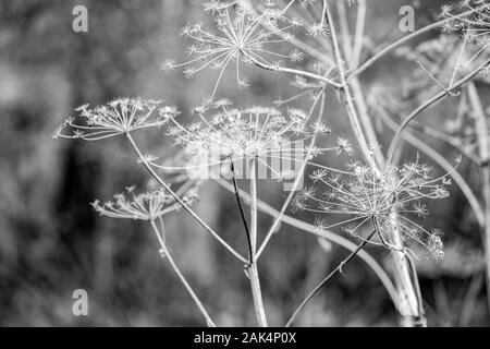 Schwarz und Weiß - Detaillierte trockenes Stroh Hintergrund, für Oldtimer im Landhausstil für Design und Tapeten, herbstkollektion, Zlato Pole geschützter Bereich, Dimitrovgrad Gemeinde, Bulgarien Stockfoto