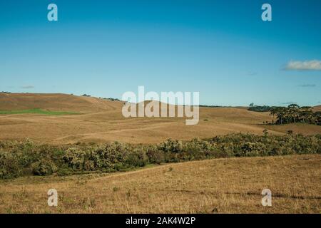 Landschaft von ländlichen Tiefland genannt Pampas mit grünen Olivenhaine und Hügel in der Nähe von Cambara do Sul. Eine Stadt mit natürlichen Sehenswürdigkeiten im Süden Brasiliens. Stockfoto