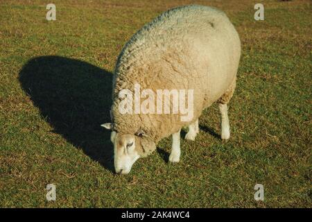 Schafe unter die dicken Schicht aus Wolle grasen friedlich auf dem Rasen in der Nähe von Cambara do Sul. Eine Stadt mit natürlichen Sehenswürdigkeiten im Süden Brasiliens. Stockfoto