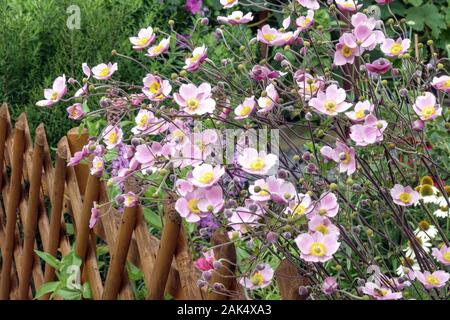 Japanische Anemone hupehensis wächst am Gartenzaun Stockfoto