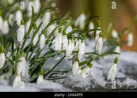 Schneeglöckchen im Winter (UK). Stockfoto