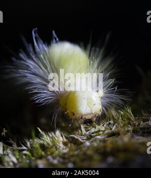 Calliteara pudibunda, oder Pale tussock. Makro Foto von gelben Caterpillar mit Red Tail klettern auf der Rinde der Buche. Stockfoto