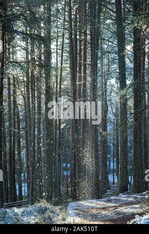 Schnee im Abernethy Kaledonischen Wald im Cairngorms Nationalpark von Schottland. Stockfoto