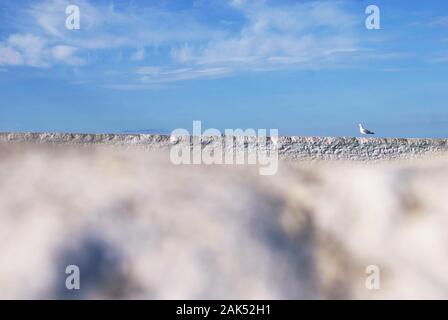 Möwe auf weißen Wand, Souter Leuchtturm Stockfoto