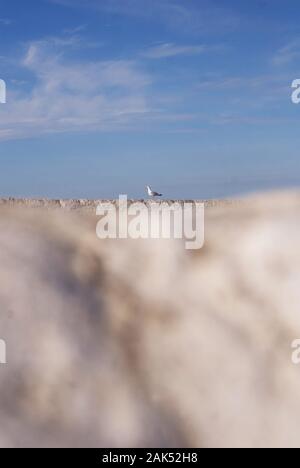 Möwe auf weißen Wand, Souter Leuchtturm Stockfoto